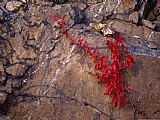Raymond Gehman Virginia Creeper in Bright Fall Red Colors Growing on a Boulder