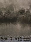 Between Geest And Marsh Prints - Wading Marsh Birds in Early Morning Fog Grand Teton National Park by Raymond Gehman