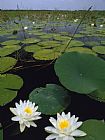 Raymond Gehman Water Lilies Bloom on Tiger Cove in Lake Kissimmee State Park in Central Florida