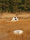 Between Geest And Marsh Prints - Watermens Boats And a Great Blue Heron in a Cordgrass Salt Marsh by Raymond Gehman