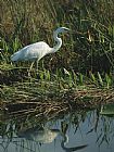 Between Geest And Marsh Prints - White Great Blue Heron in Pickerel Weeds And Marsh Reeds by Raymond Gehman