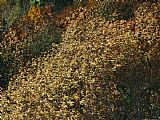 Cherry Prints - Wild Cherry Tree Leaves Blowing in The Wind by Raymond Gehman