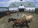 Raymond Gehman Woman with Her Horses in a Fenced Pen Outside The Stables