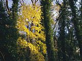Raymond Gehman Yellow Fall Foliage on Maple Trees And Ivy Entwined Tree Trunks painting