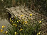 Calm Prints - Yellow Irises Blooming by a Small Deck in a Calm Pond by Raymond Gehman