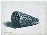 Rembrandt Cone Shell (conus Marmoreus) painting