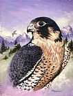 Richard De Wolfe Peregrine Falcon