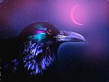 Robert Foster Red Moon Raven