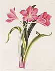 Robert Havell Amaryllis purpurea