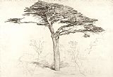 Samuel Palmer Old Cedar Tree In Botanic Garden Chelsea