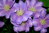 Sarah OToole The Clematis Gang