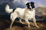 Sir Edwin Landseer A Portrait Of Neptune
