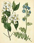 Floral Prints - Cottage Florals I by Sydenham Teast Edwards