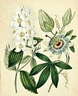 Floral Prints - Cottage Florals II by Sydenham Teast Edwards