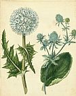 Floral Prints - Cottage Florals III by Sydenham Teast Edwards