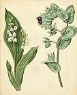 Floral Prints - Cottage Florals Iv by Sydenham Teast Edwards