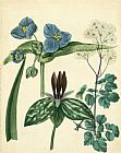 Floral Prints - Cottage Florals V by Sydenham Teast Edwards