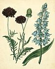 Floral Prints - Cottage Florals Vi by Sydenham Teast Edwards