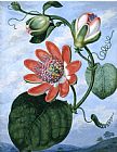 Sydenham Teast Edwards The Winged Passion Flower