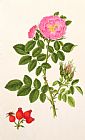 T Goetz Rose Eglanteria