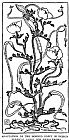 Walter Crane Horned Poppy In Design Line Drawing