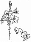 Walter Crane Lily And Poppy Flower Line Drawing