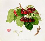 Cherry Prints - The May Duke Cherry by William Hooker