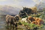 William Watson Highland Cattle